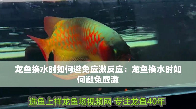 龍魚換水時如何避免應激反應：龍魚換水時如何避免應激