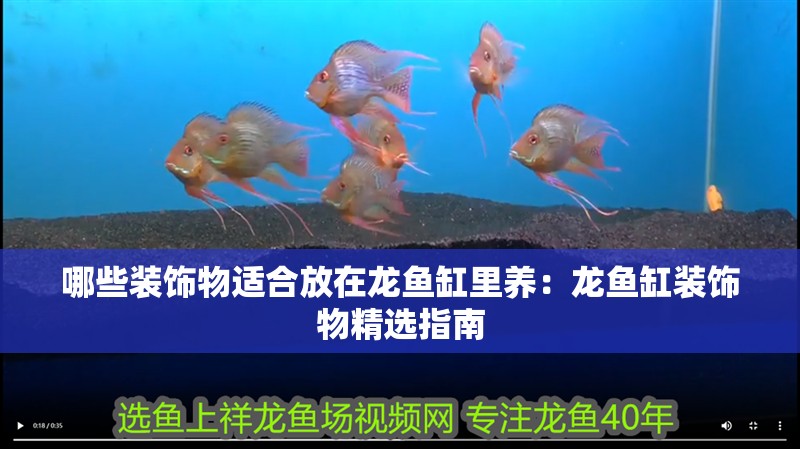 哪些裝飾物適合放在龍魚缸里養：龍魚缸裝飾物精選指南