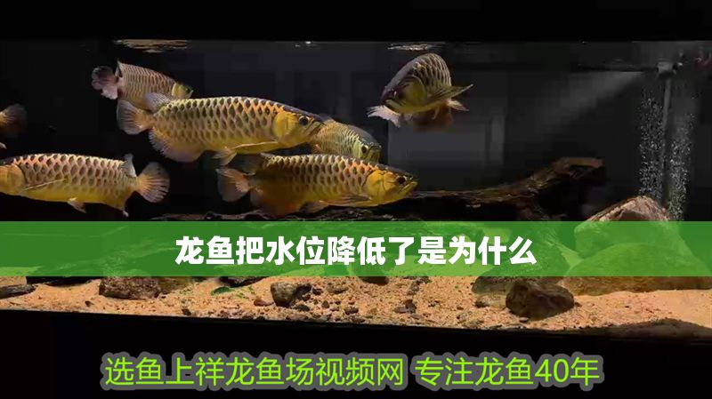龍魚把水位降低了是為什么 龍魚百科 第2張 龍魚把水位降低了是為什么 龍魚把水位降低了是為什么 龍魚百科 第2張