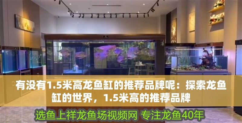 有沒有1.5米高龍魚缸的推薦品牌呢：探索龍魚缸的世界，1.5米高的推薦品牌