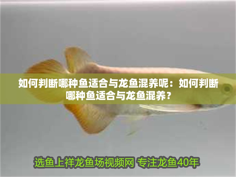 如何判斷哪種魚適合與龍魚混養呢：如何判斷哪種魚適合與龍魚混養？