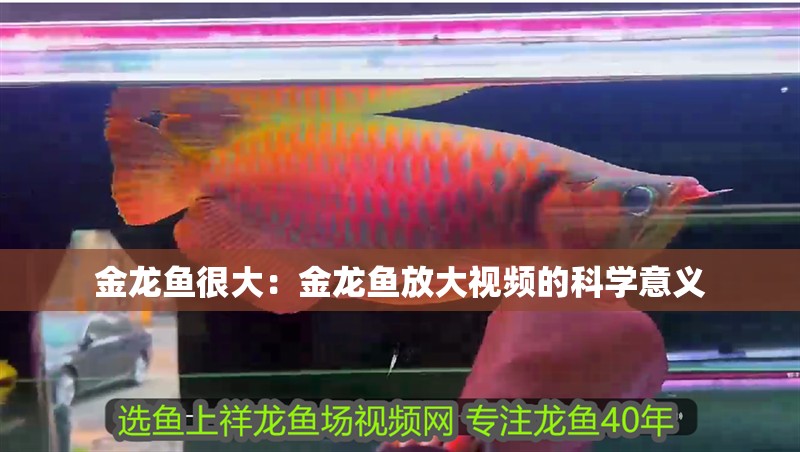 金龍魚很大：金龍魚放大視頻的科學意義