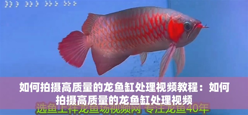 如何拍攝高質量的龍魚缸處理視頻教程：如何拍攝高質量的龍魚缸處理視頻