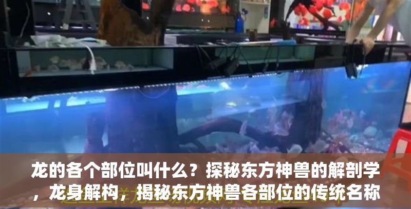 龍的各個部位叫什么？探秘東方神獸的解剖學，龍身解構，揭秘東方神獸各部位的傳統名稱與象征意義