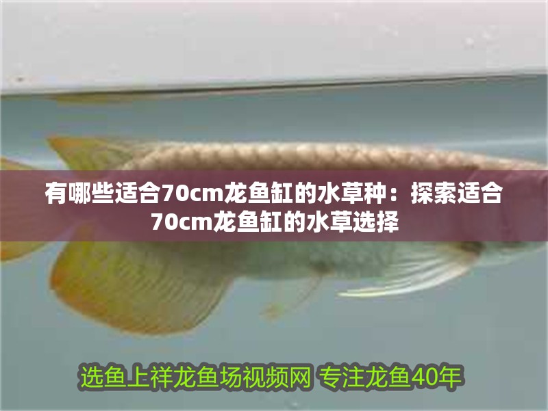 有哪些適合70cm龍魚缸的水草種：探索適合70cm龍魚缸的水草選擇