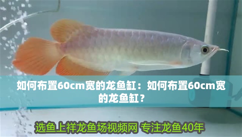 如何布置60cm寬的龍魚(yú)缸：如何布置60cm寬的龍魚(yú)缸？