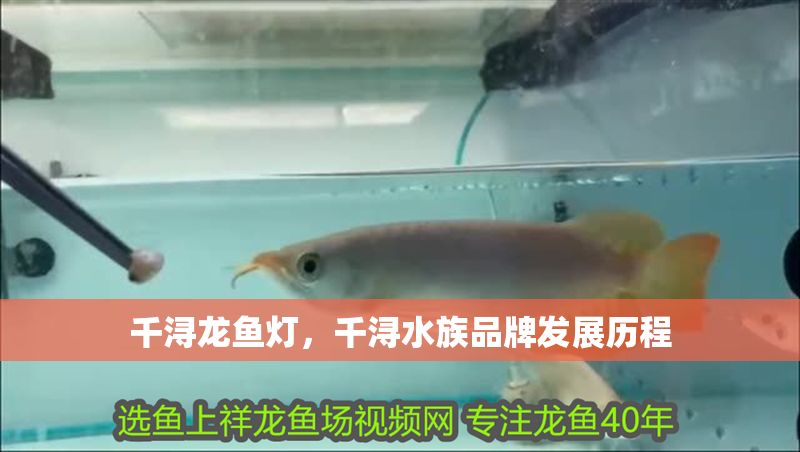 千潯龍魚燈，千潯水族品牌發展歷程