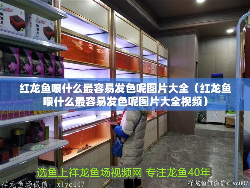 紅龍魚喂什么最容易發(fā)色呢圖片大全（紅龍魚喂什么最容易發(fā)色呢圖片大全視頻）
