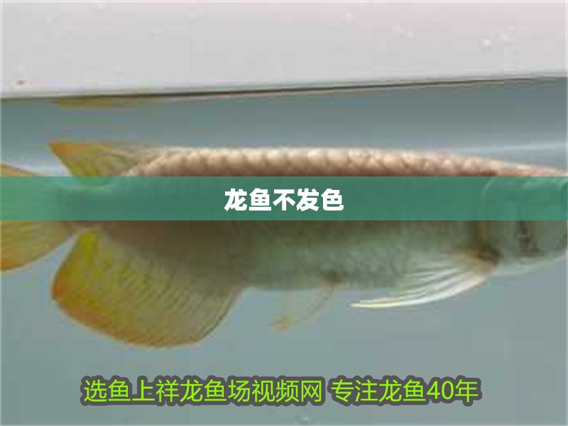 龍魚(yú)不發(fā)色