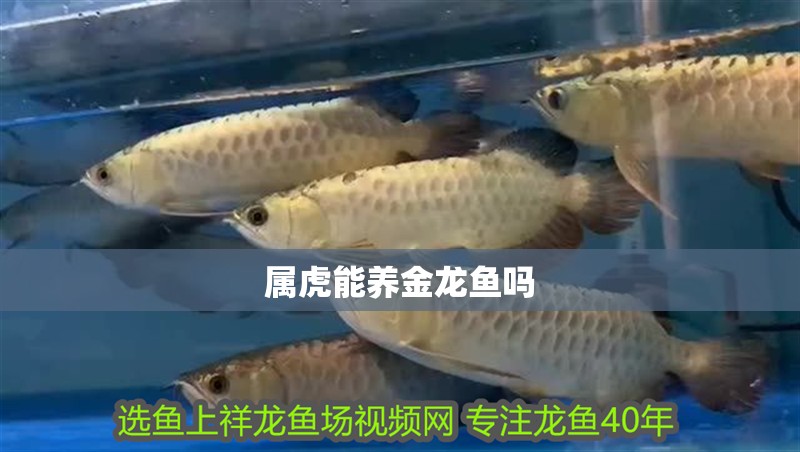 屬虎能養金龍魚嗎 屬虎能養金龍魚嗎 龍魚百科
