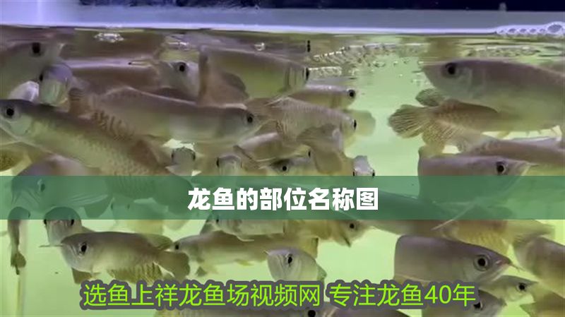 龍魚的部位名稱圖