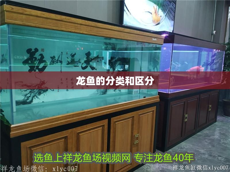 龍魚的分類和區分