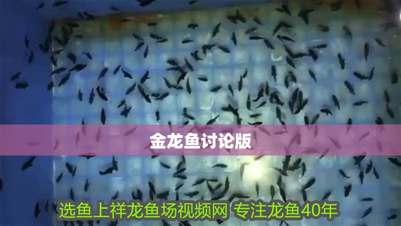 金龍魚(yú)討論版