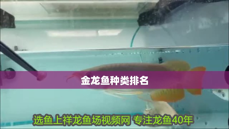 金龍魚種類排名 金龍魚種類排名 龍魚百科
