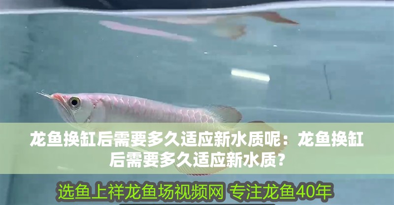 魚缸過濾器選購指南:自制魚缸過濾器魚缸上置過濾器對于養魚愛好者的必備知識 哈爾濱龍魚檢驗中心電話地址是多少 龍魚百科 哈爾濱龍魚檢驗中心電話地址是多少 哈爾濱龍魚檢驗中心電話地址是多少 龍魚百科