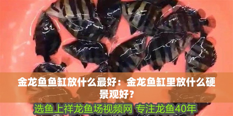 金龍魚魚缸放什么最好：金龍魚缸里放什么硬景觀好？