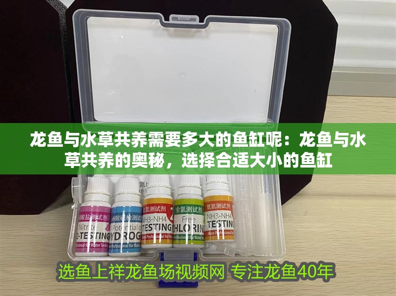 龍魚與水草共養(yǎng)需要多大的魚缸呢：龍魚與水草共養(yǎng)的奧秘，選擇合適大小的魚缸
