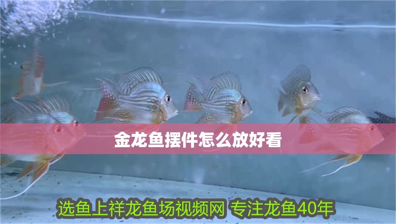 金龍魚擺件怎么放好看