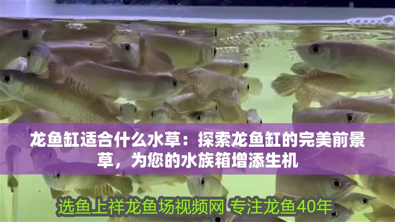 龍魚缸適合什么水草：探索龍魚缸的完美前景草，為您的水族箱增添生機