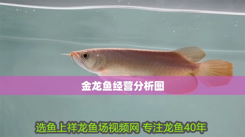我的虎魚真菌感染了要怎么處理 金龍魚經(jīng)營(yíng)分析圖 龍魚百科 金龍魚經(jīng)營(yíng)分析圖 金龍魚經(jīng)營(yíng)分析圖 龍魚百科