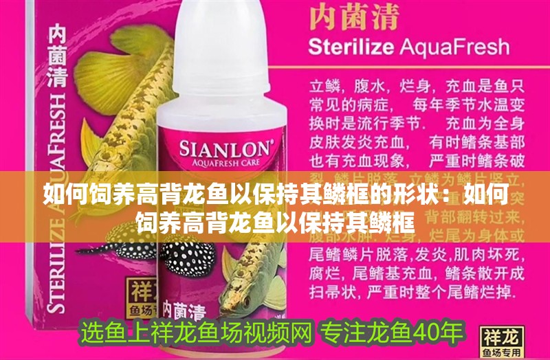 如何飼養高背龍魚以保持其鱗框的形狀：如何飼養高背龍魚以保持其鱗框