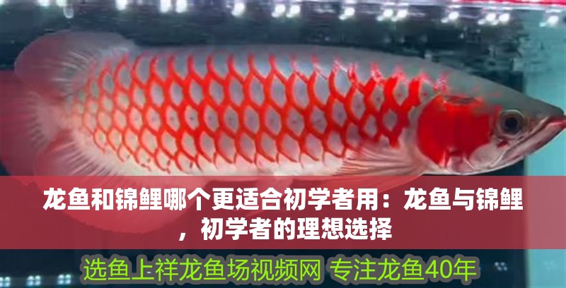 龍魚和錦鯉哪個更適合初學者用：龍魚與錦鯉，初學者的理想選擇 龍魚和錦鯉哪個更適合初學者用：龍魚與錦鯉，初學者的理想選擇 水族問答
