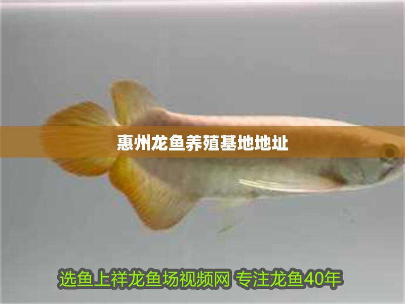 惠州龍魚養殖基地地址 惠州龍魚養殖基地地址 龍魚百科