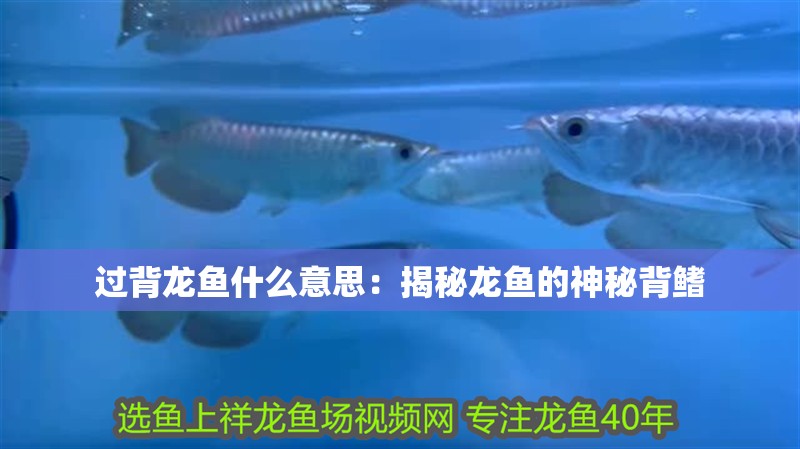 過背龍魚什么意思：揭秘龍魚的神秘背鰭