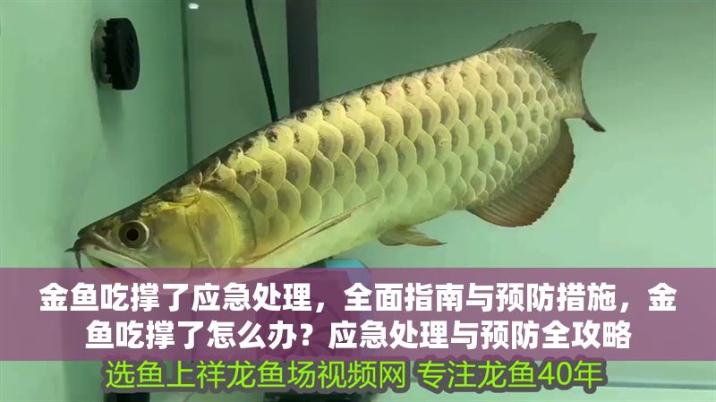 金魚吃撐了應急處理，全面指南與預防措施，金魚吃撐了怎么辦？應急處理與預防全攻略