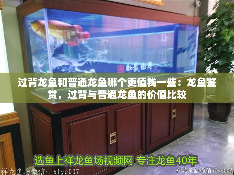 過背龍魚和普通龍魚哪個更值錢一些：龍魚鑒賞，過背與普通龍魚的價值比較