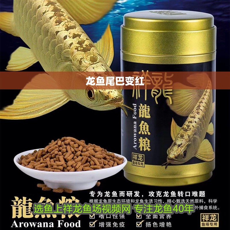 龍魚尾巴變紅