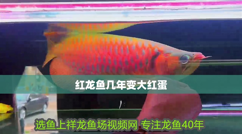 紅龍魚幾年變大紅蛋