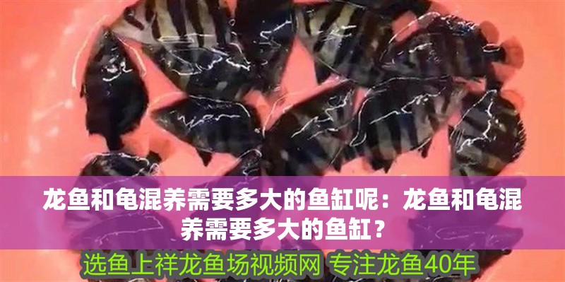 龍魚和龜混養(yǎng)需要多大的魚缸呢：龍魚和龜混養(yǎng)需要多大的魚缸？