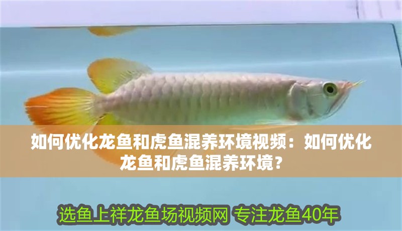 如何優(yōu)化龍魚和虎魚混養(yǎng)環(huán)境視頻：如何優(yōu)化龍魚和虎魚混養(yǎng)環(huán)境？