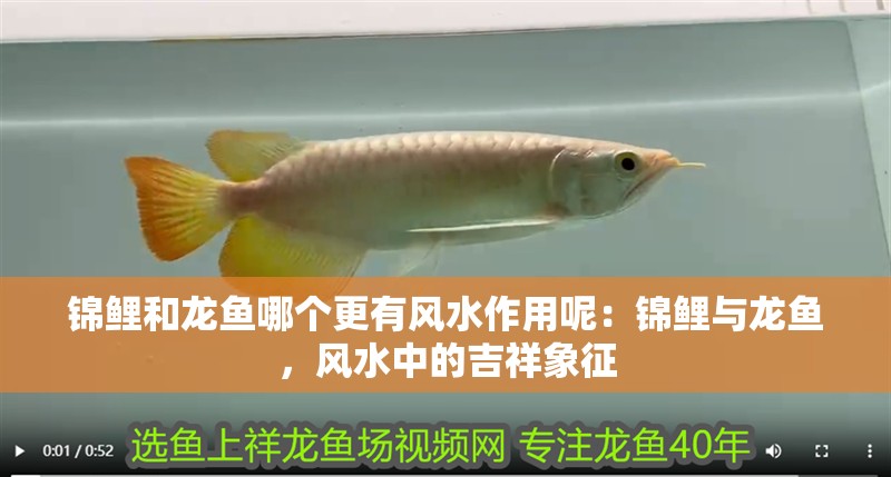 龍睛魚有哪些品種 龍睛魚有哪些品種 龍魚百科