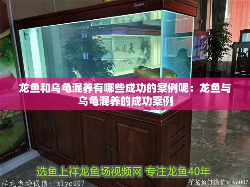 龍魚和烏龜混養(yǎng)有哪些成功的案例呢：龍魚與烏龜混養(yǎng)的成功案例