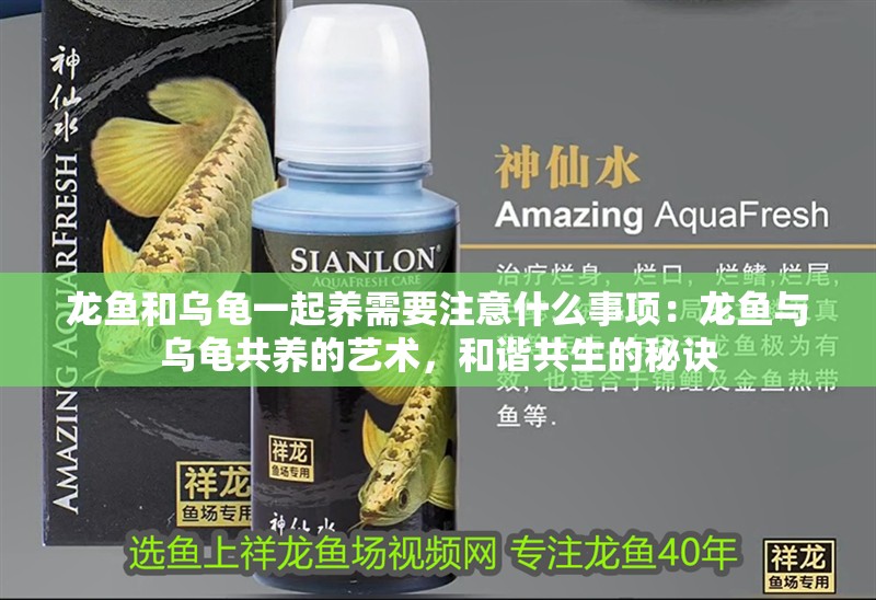 龍魚和烏龜一起養(yǎng)需要注意什么事項(xiàng)：龍魚與烏龜共養(yǎng)的藝術(shù)，和諧共生的秘訣