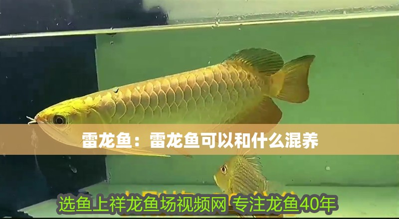 雷龍魚：雷龍魚可以和什么混養