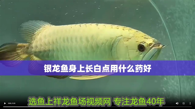 銀龍魚身上長白點用什么藥好 銀龍魚身上長白點用什么藥好 龍魚百科