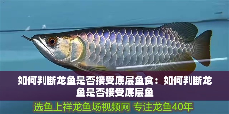 如何判斷龍魚是否接受底層魚食：如何判斷龍魚是否接受底層魚