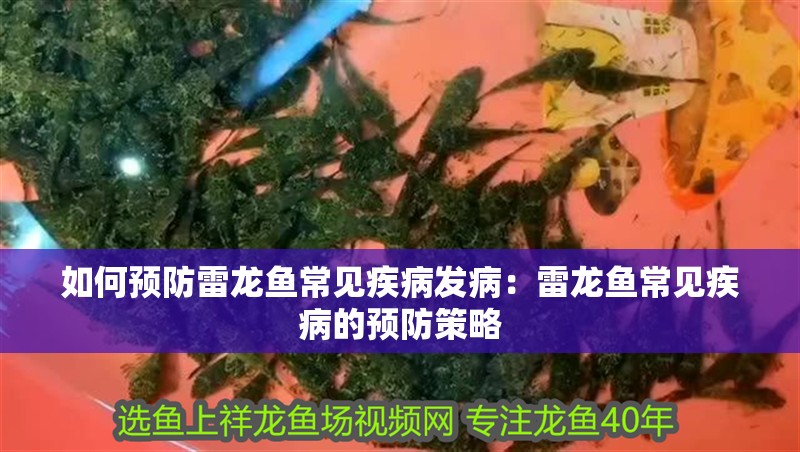 如何預防雷龍魚常見疾病發病：雷龍魚常見疾病的預防策略
