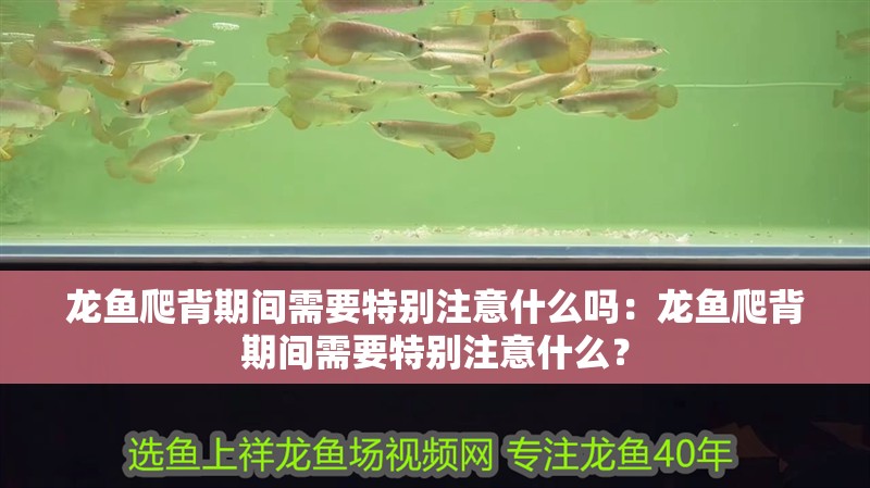 龍魚爬背期間需要特別注意什么嗎：龍魚爬背期間需要特別注意什么？