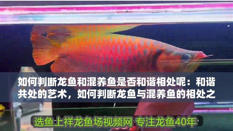 如何判斷龍魚和混養魚是否和諧相處呢：和諧共處的藝術，如何判斷龍魚與混養魚的相處之道