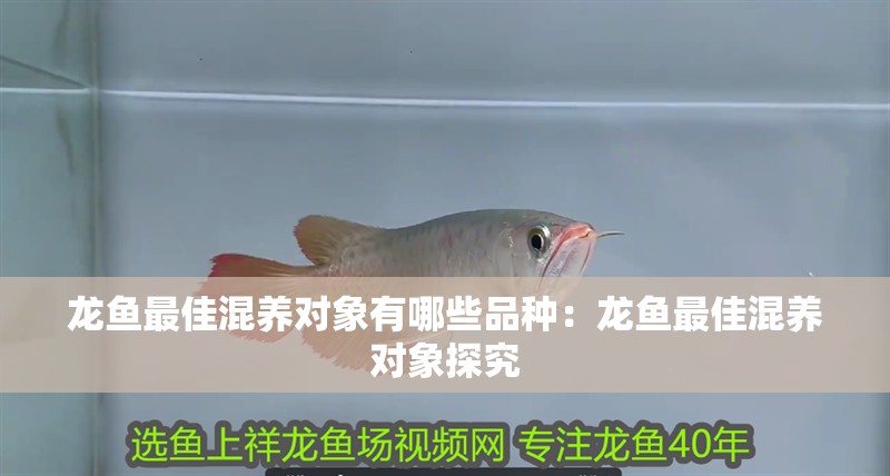 龍魚最佳混養(yǎng)對象有哪些品種：龍魚最佳混養(yǎng)對象探究