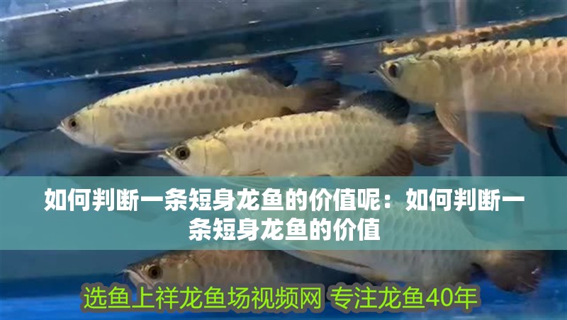 如何判斷一條短身龍魚的價值呢：如何判斷一條短身龍魚的價值