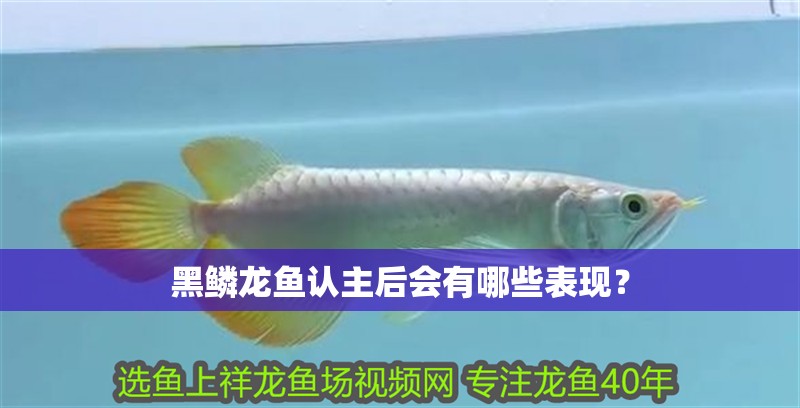 黑鱗龍魚認主后會有哪些表現？ 黑鱗龍魚認主后會有哪些表現？ 龍魚百科