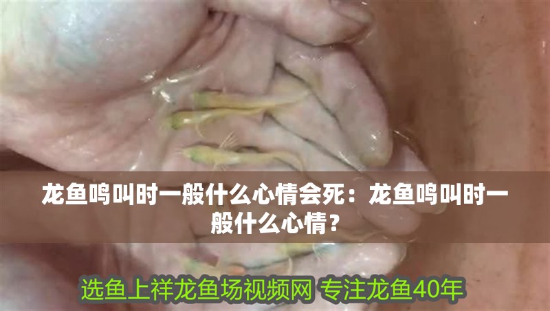 龍魚如何打撈出來：打撈龍魚需要細心和專業的準備和操作，只有做好準備和操作