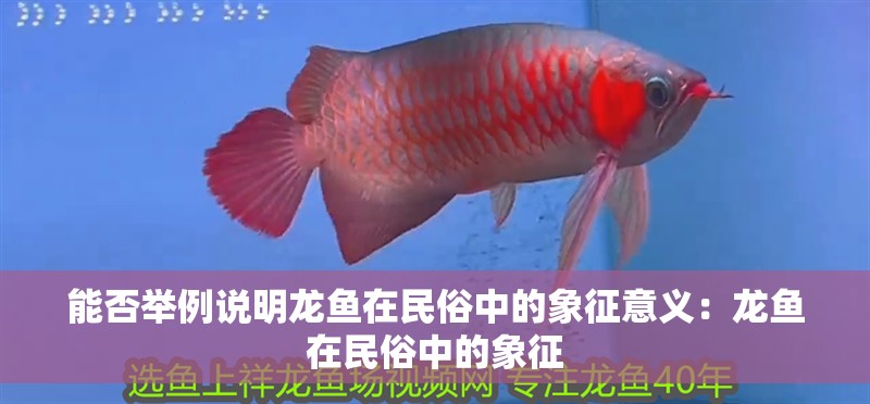 能否舉例說(shuō)明龍魚(yú)在民俗中的象征意義：龍魚(yú)在民俗中的象征
