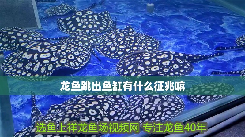龍魚(yú)跳出魚(yú)缸有什么征兆嘛 龍魚(yú)跳出魚(yú)缸有什么征兆嘛 龍魚(yú)百科