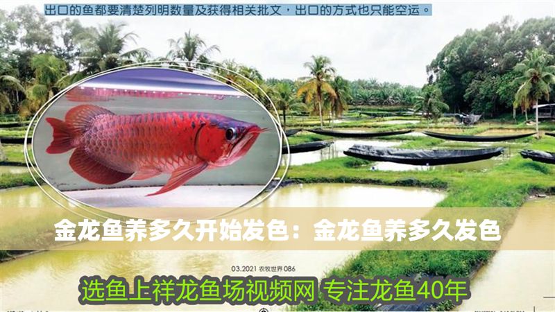 金龍魚養多久開始發色：金龍魚養多久發色 金龍魚養多久開始發色：金龍魚養多久發色 龍魚百科 第1張